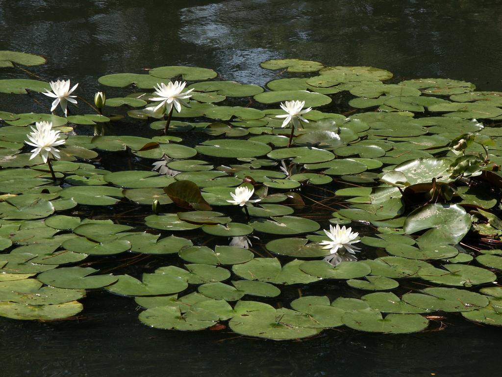 Matsusaki Nomi Bagian luar foto